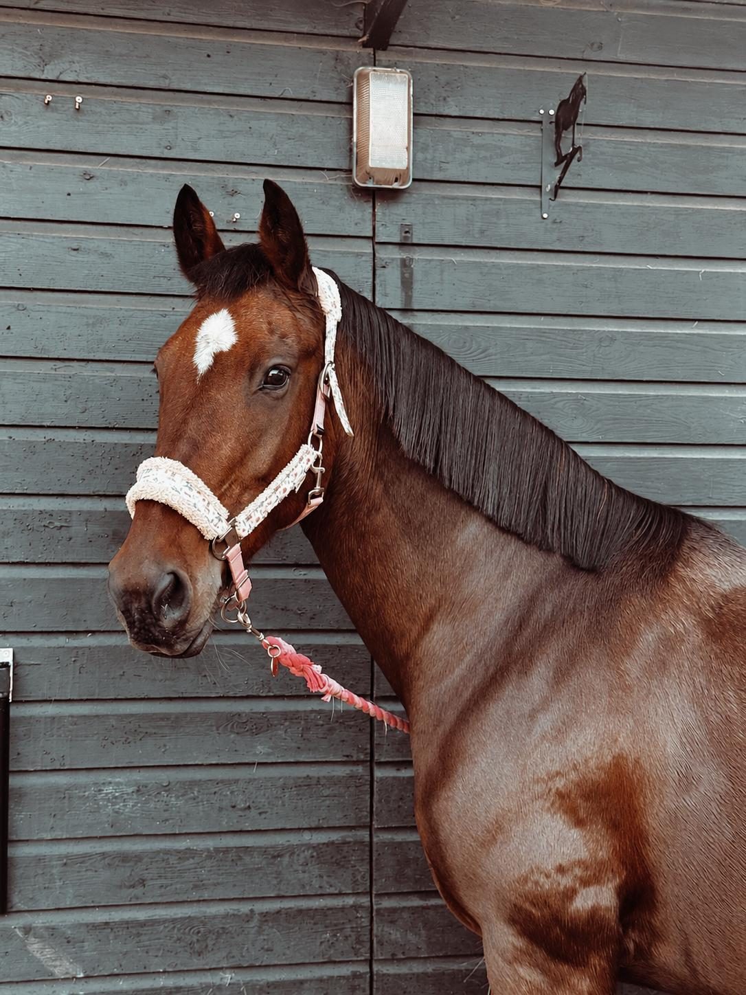 Archie, a bay horse with a white star, in a fleece-lined headcollar outside the stables
