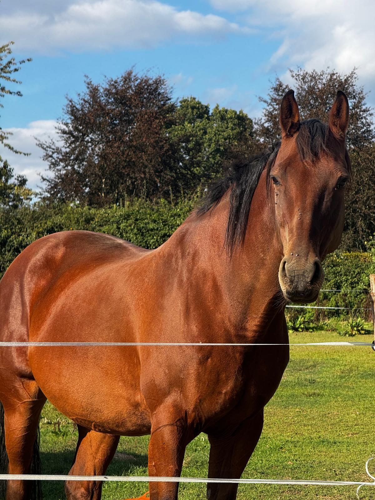 Glossy bay horse at the paddock fence