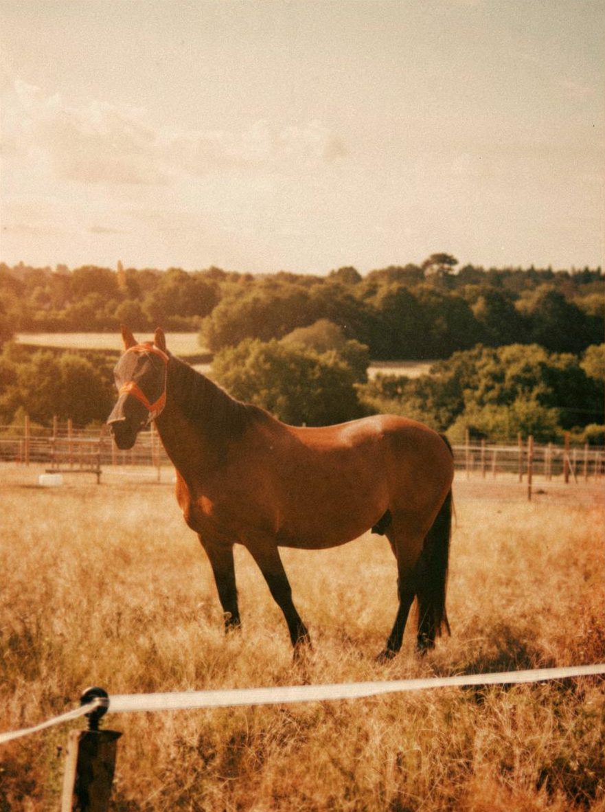 Bay horse in a fly mask in the summer field