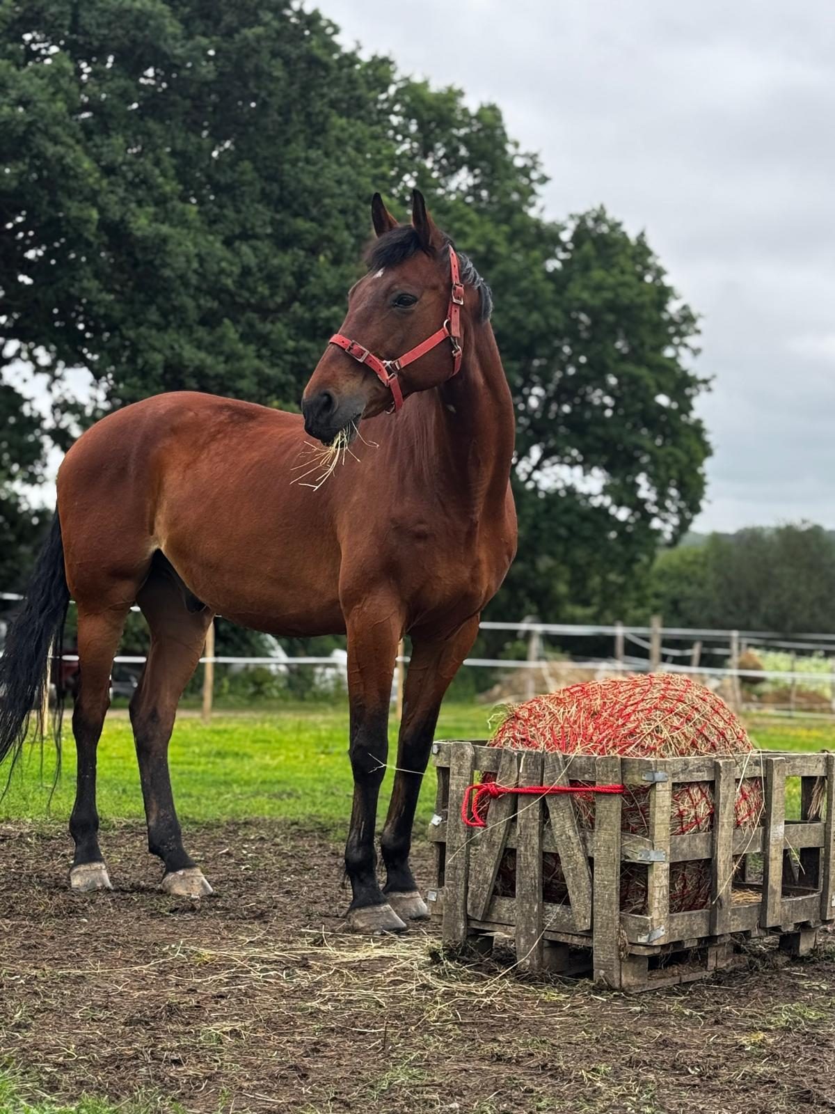 Bay horse eating from a haynet in the paddock