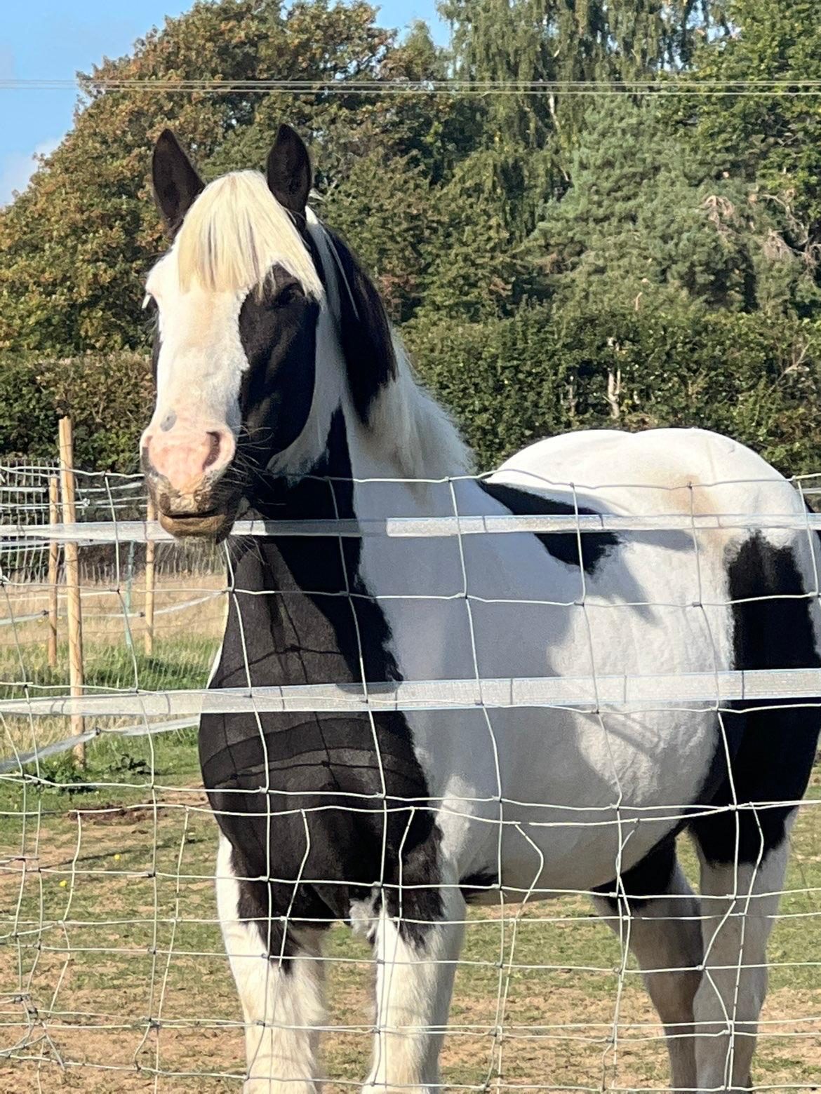 Piebald cob with a blonde forelock at the fence