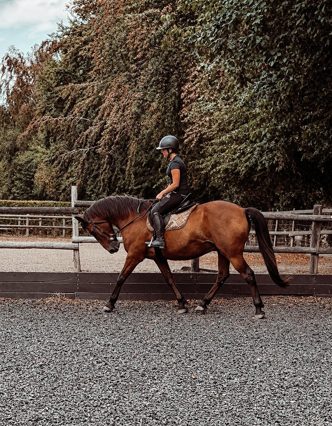 Bay horse walking on the rubber surface