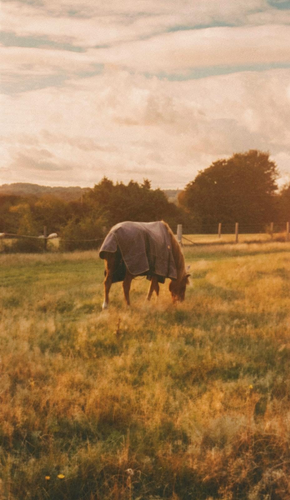 Rugged horse grazing in a golden field